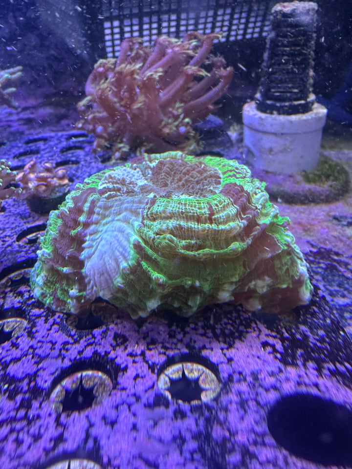 Emerald City Acanthophyllia