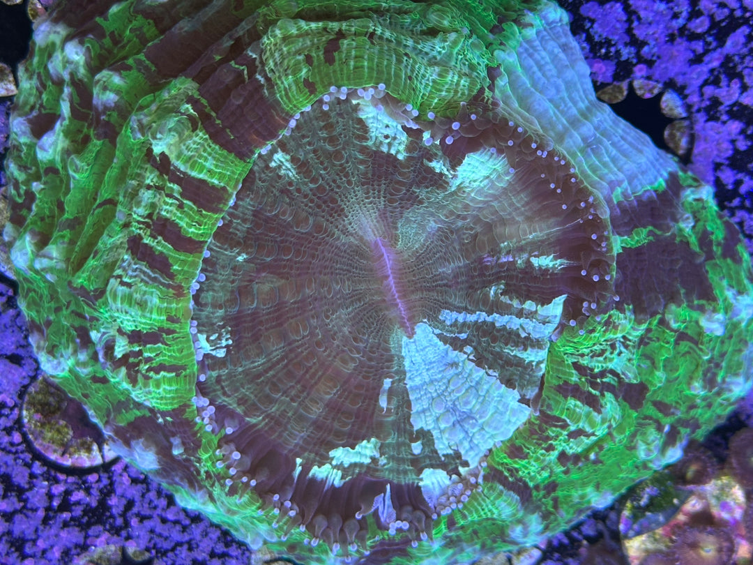 Emerald City Acanthophyllia