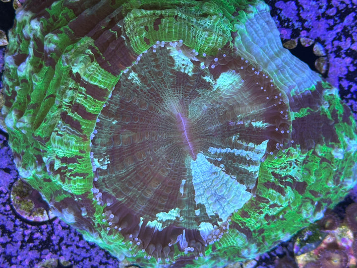 Emerald City Acanthophyllia