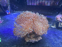 Green Frogspawn Coral