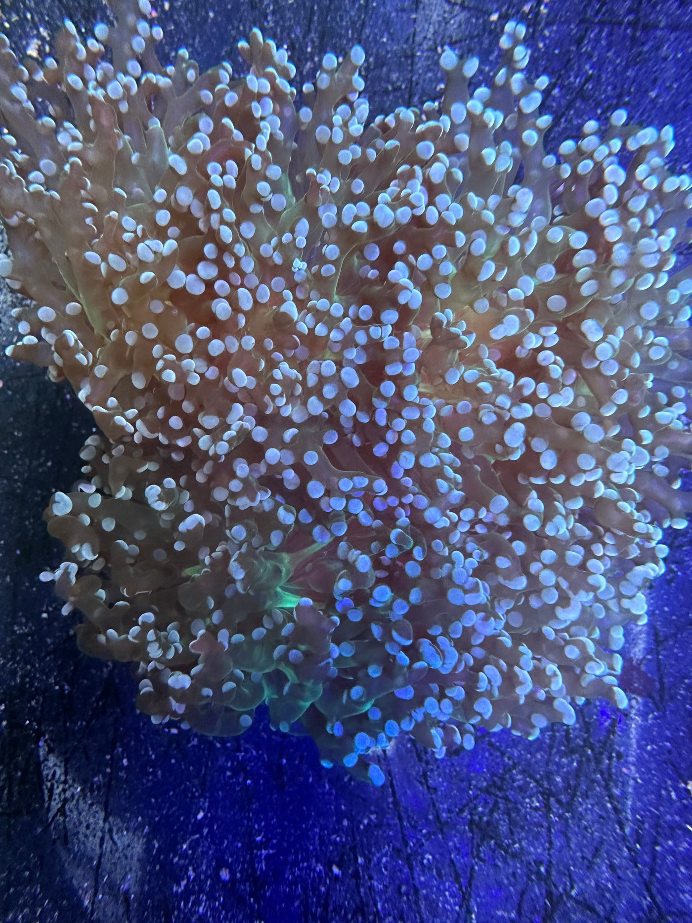 Green Frogspawn Coral
