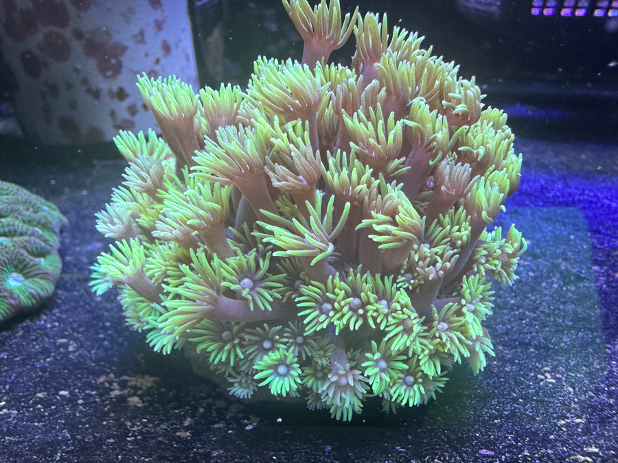 Metallic Green Goniopora Coral - Fiji