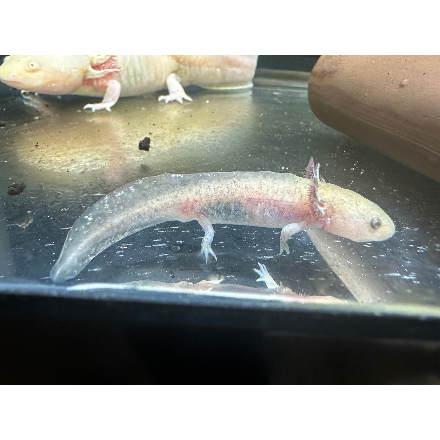 Axolotl Hypomelanistic Copper