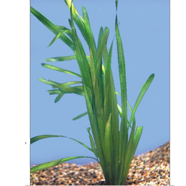 Jungle Vallisneria Plant