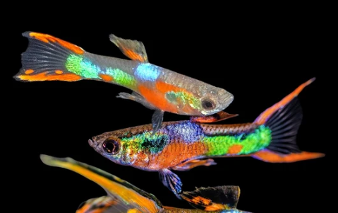 K33 Endler Male