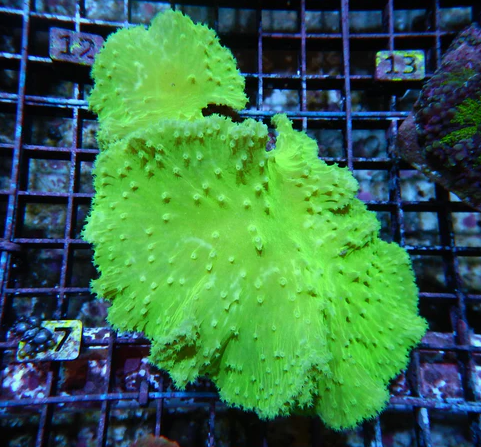 Neon Green Cabbage Leather Coral