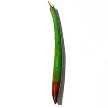 Mangrove Plant