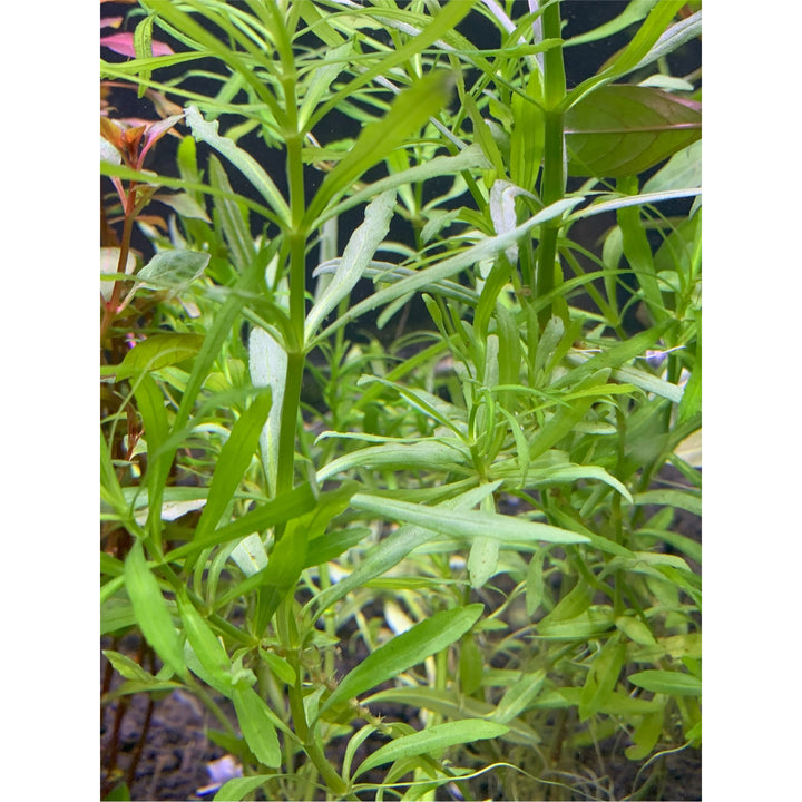 Pogostemon Stellatus 'Octopus' Plant Bunched