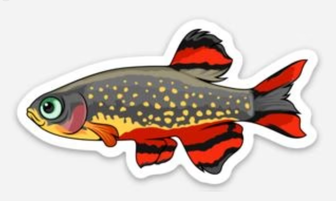 Rasbora Sticker 3"