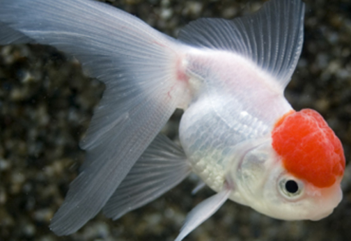 Red Cap Fantail Goldfish  2.5 - 3 inch