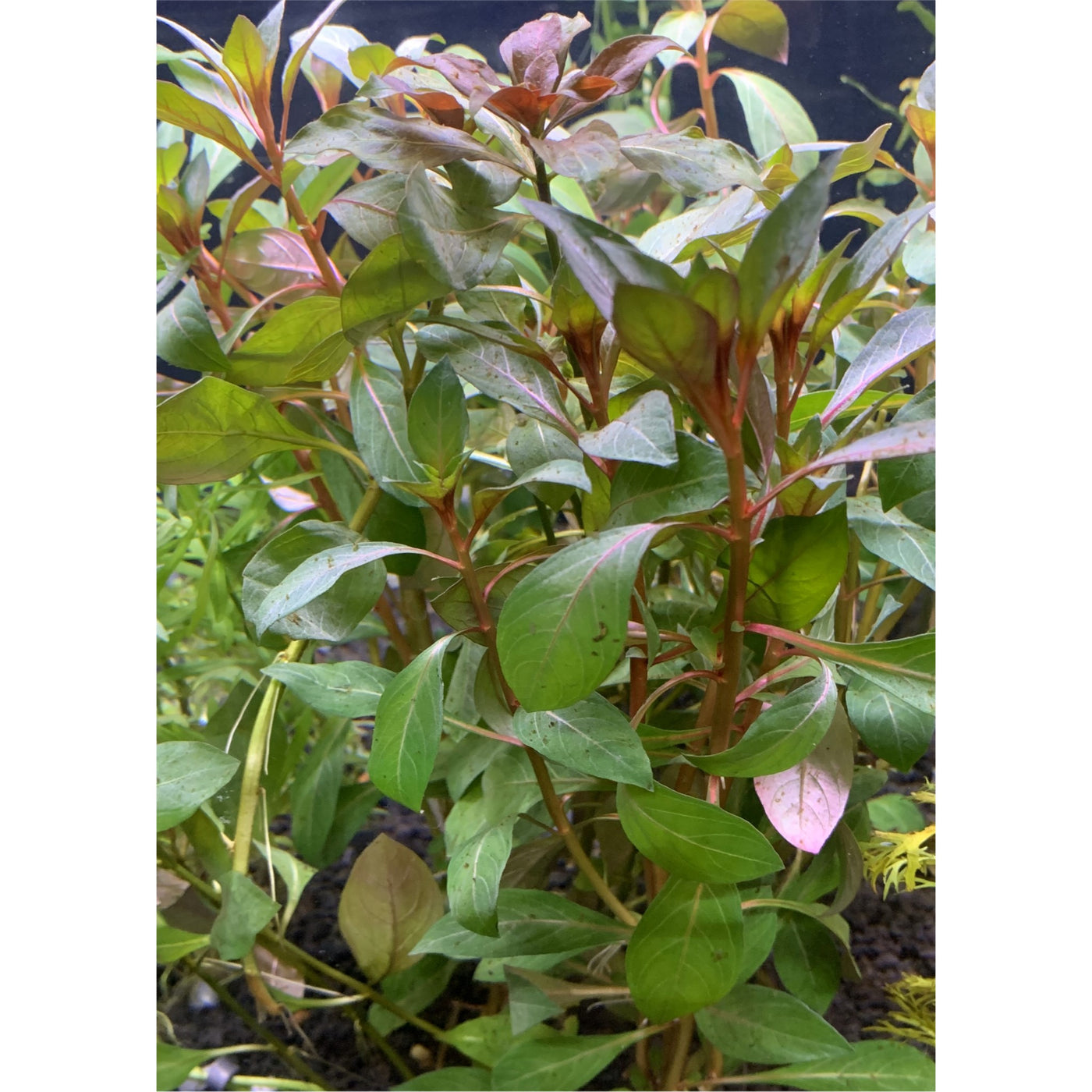 Red Ludwigia Plant Bunched