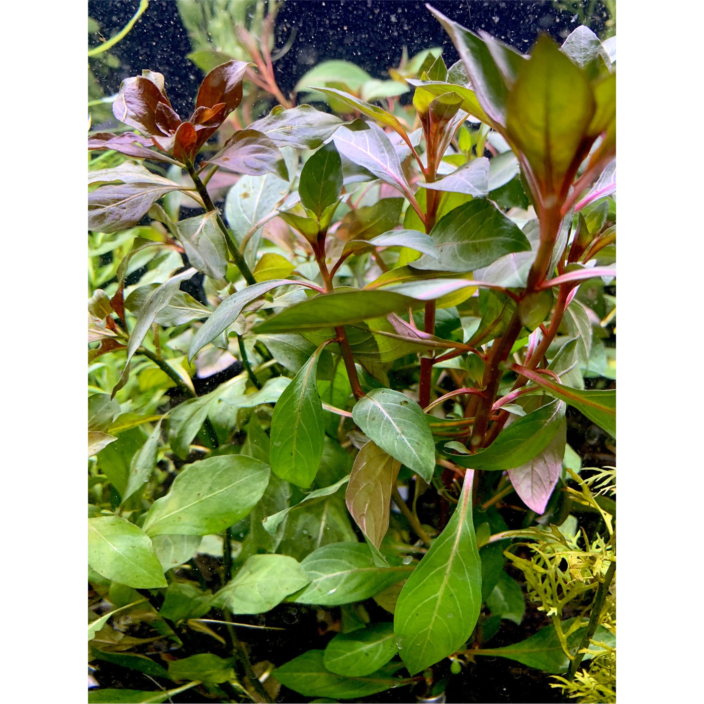 Red Ludwigia Plant Bunched