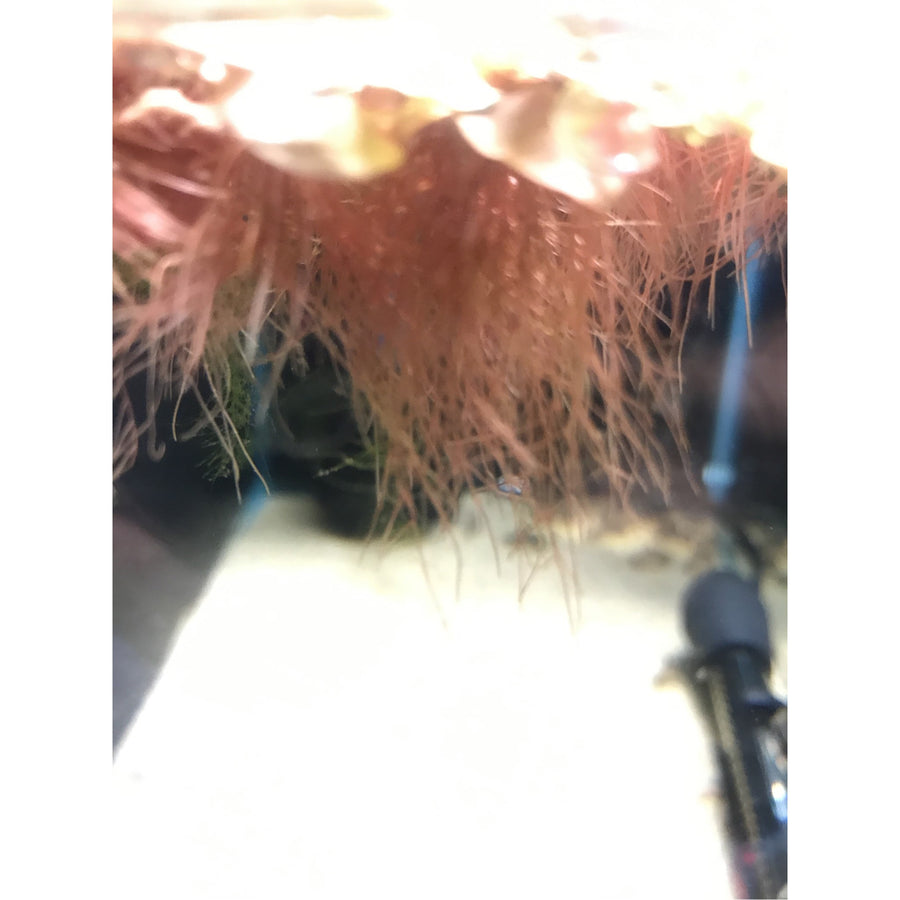 Red Root Floater
