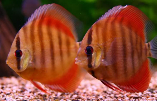 Rose Red Discus