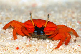 Red/Orange Crab