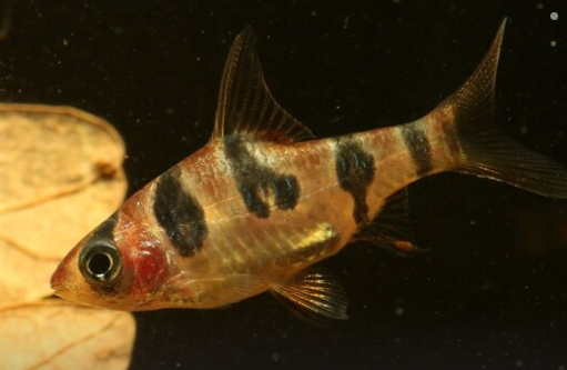 Orange Rhombo Barb