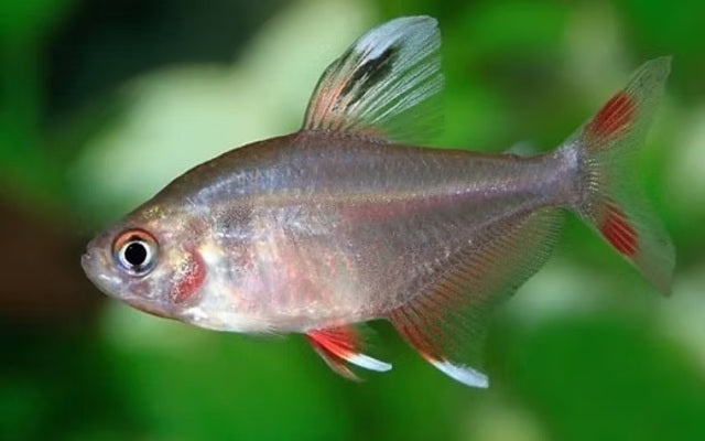 Rosy Tetra