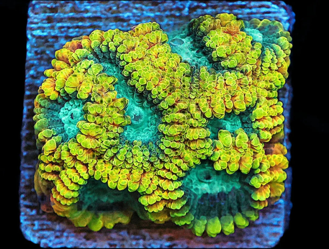 Favia of the Gods