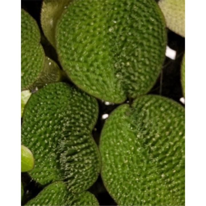 Salvinia Floating Plant 2oz cup portion