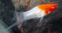 Santa Koi Swordtail