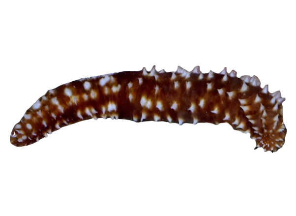 Tiger Tail Cucumber