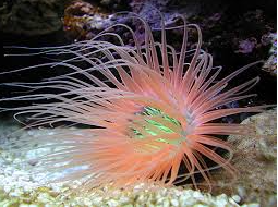 Tube Anemone