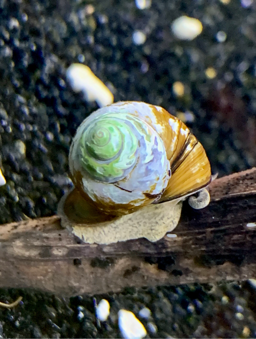 Japanese Trapdoor Snail