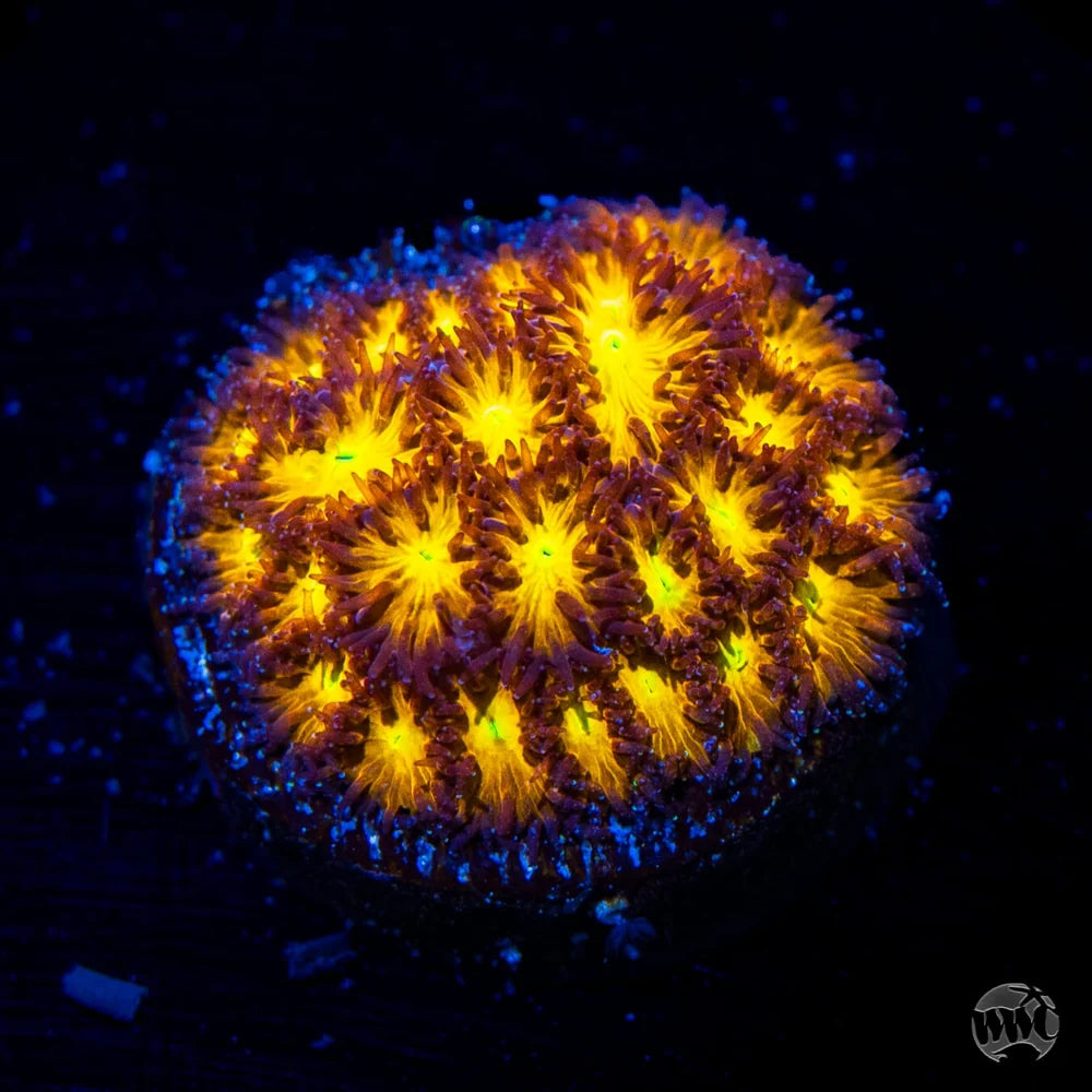 Burning Leptastrea