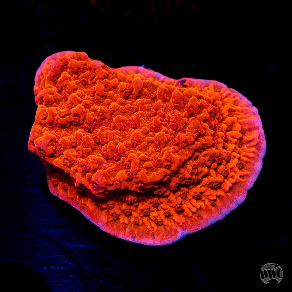 Red Montipora Cap