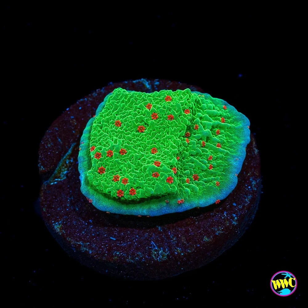 Seasons Greetings Montipora