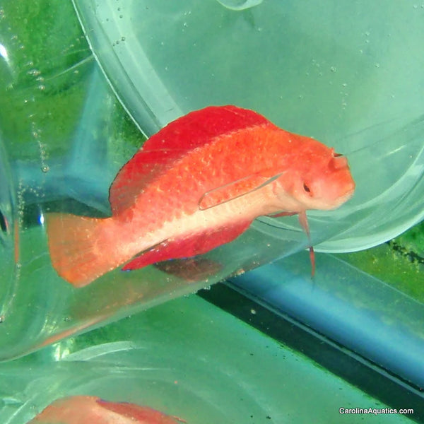 Redfin Wrasse