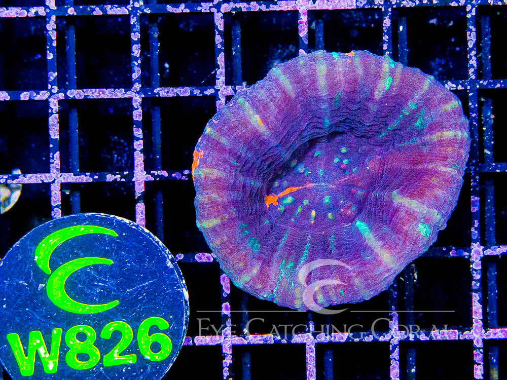 Aussie Scoly A Grade Other M - Disc W826