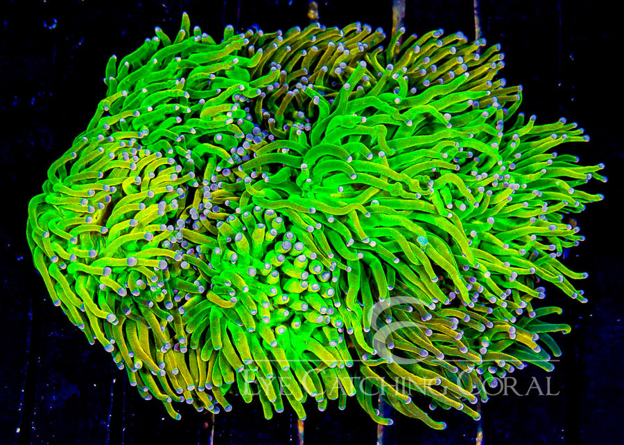 ECC Holy Grail Torch Frag