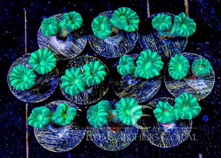 Green Stripe Candy Cane Frag
