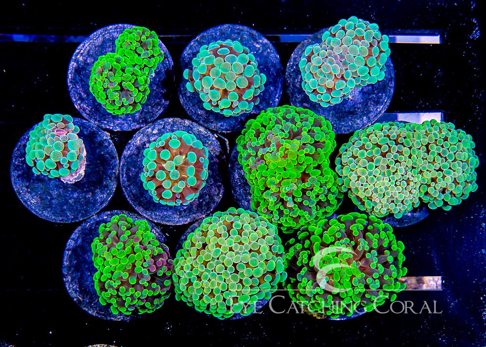 ECC Indo Toxic Branching Hammer Frag