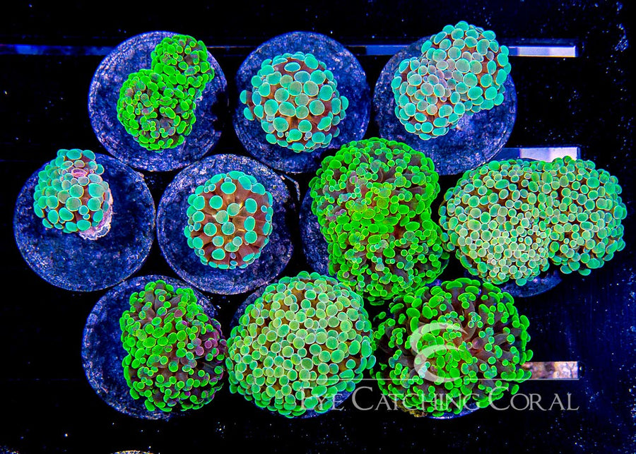 ECC Indo Toxic Branching Hammer Frag