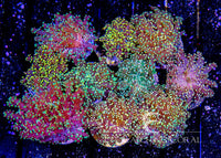 ECC Indo Branching Yaeyamaensis Frag