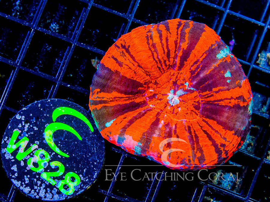 Aussie Scoly Warpaint L - Disc W828
