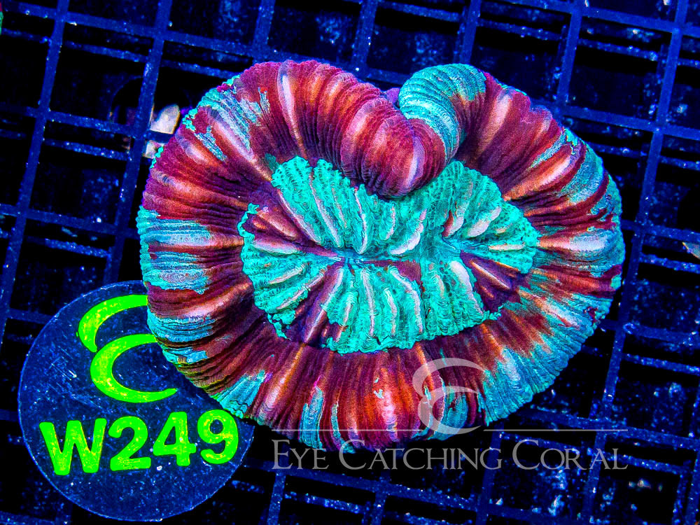 Trachyphyllia geoffroyi. W249