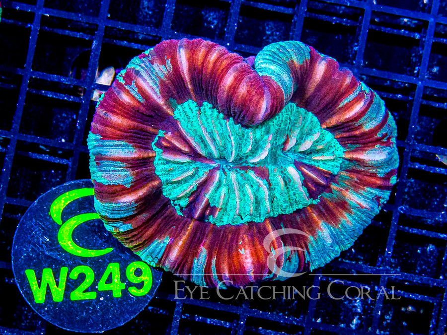 Trachyphyllia geoffroyi. W249