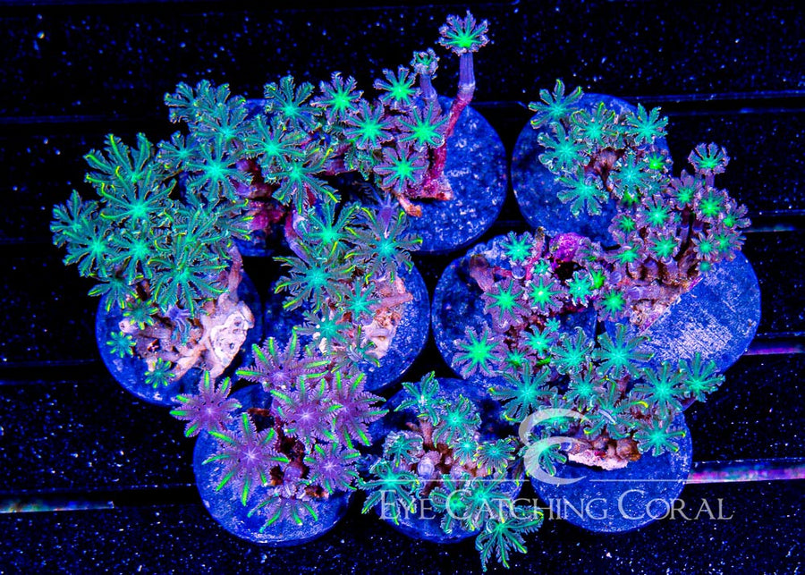 ECC Clove Polyp Frag