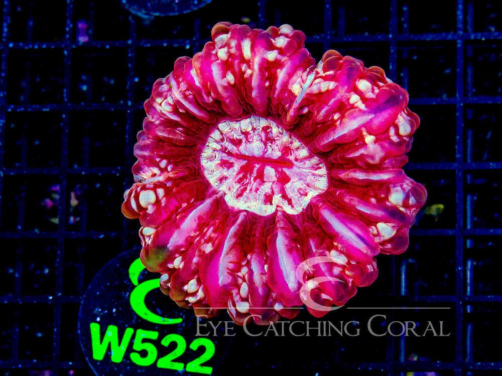 Indo Cynarina L - Disc W522