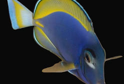 Hybrid Powder Blue Tang 5.1" - 6"