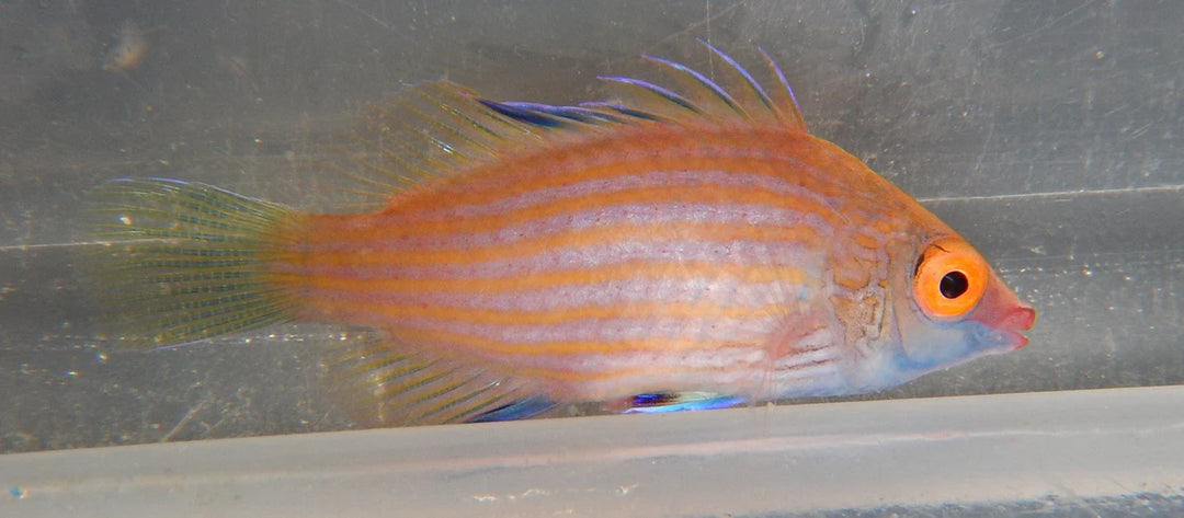 Cryptic Sixline Wrasse