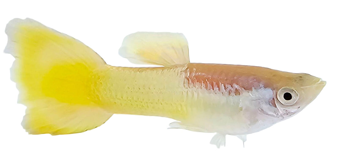 German Yellow Guppy Male