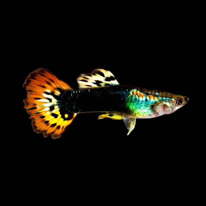 Dragon Guppy Pair