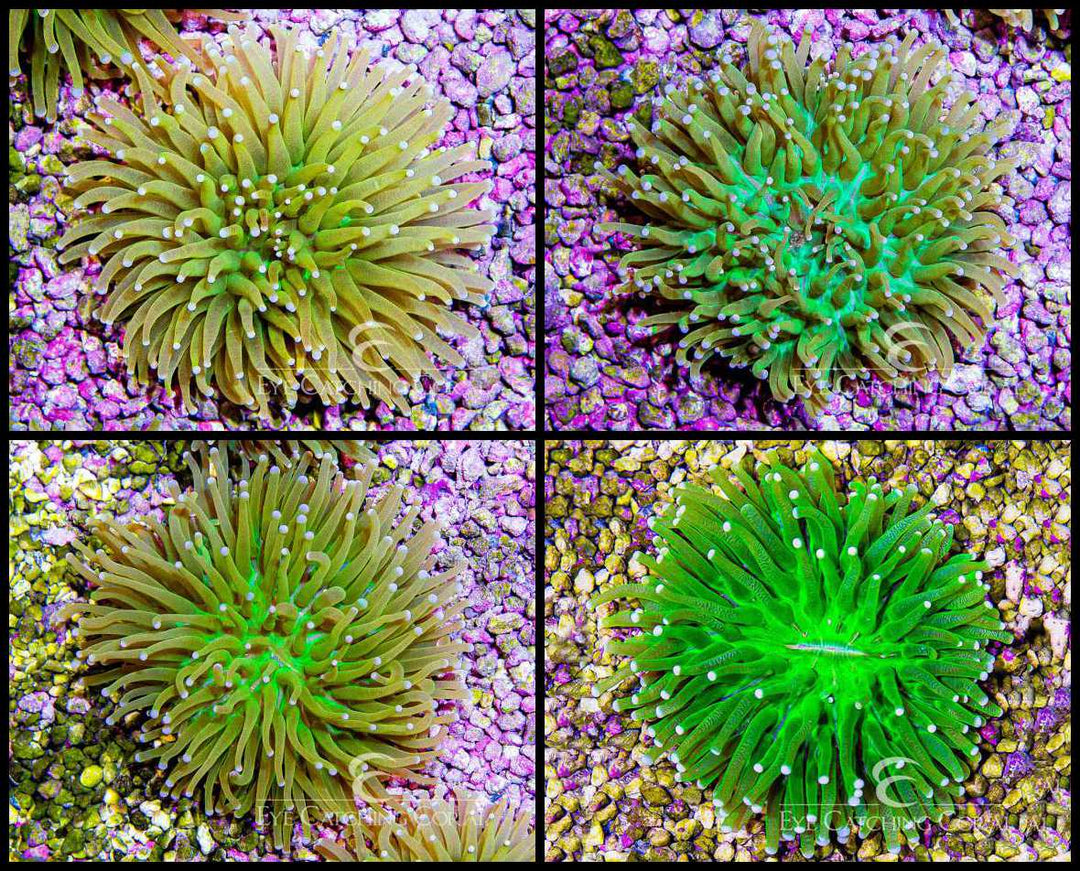 Heliofungia Neon Green