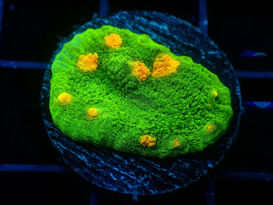 TSA Space Invader Chalice Frag