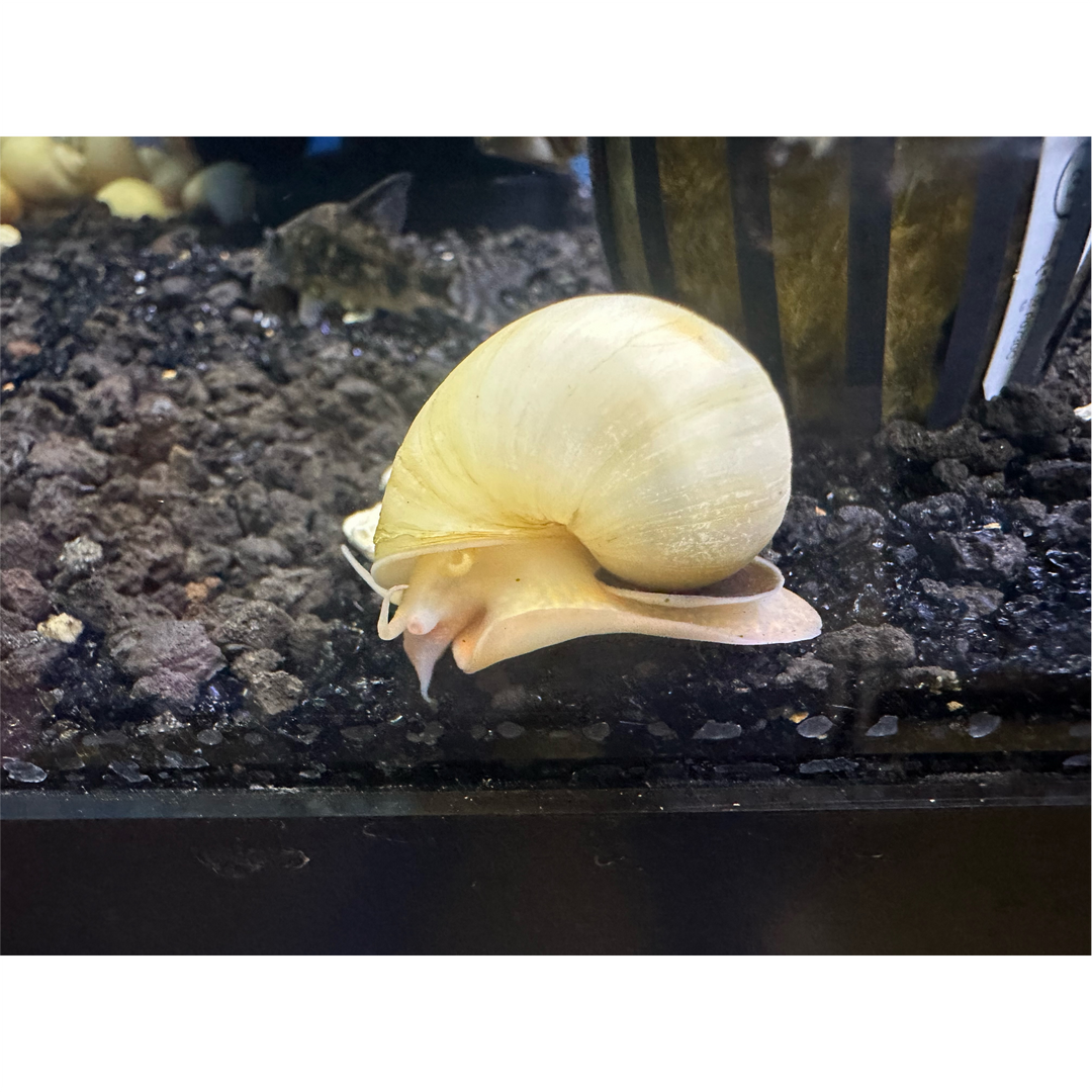Ivory Mystery Snail