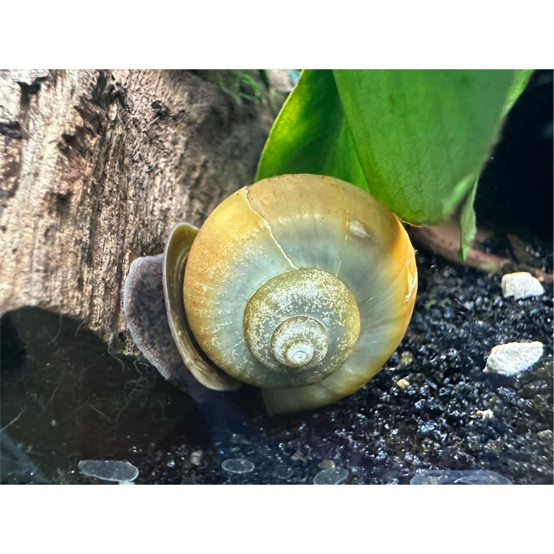 Blue Mystery Snail